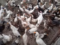 Ducks — ፎቶ 2