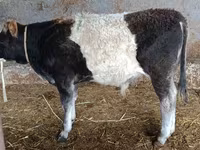 Bulle, Aberdeen-Angus — Foto 4