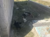 Chickens — foto 4