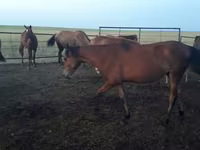 Kobyła, Horse breed — zdjęcie 3