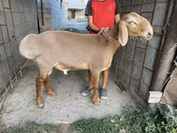 Montone, Arashan sheep — foto 4