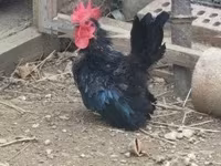 Chickens — Foto 2