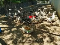 Geese — 5 зураг
