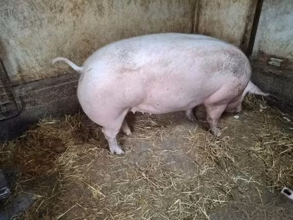 Sow,  — Hungary