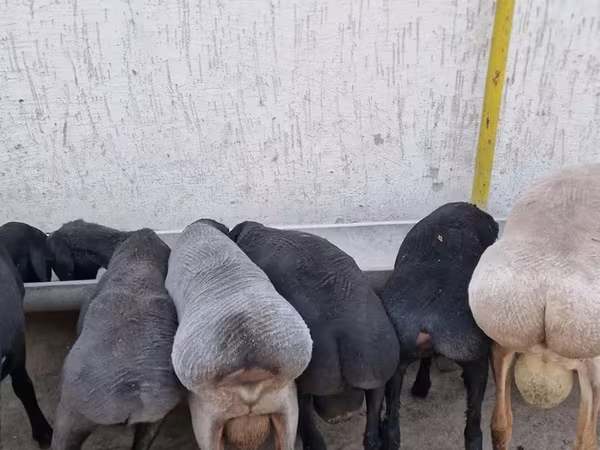 Baran, Arashan sheep