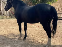 اسب نر, اسب — عکس 2
