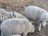 میش, گوسفند — عکس 4