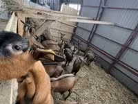 Ged, Alpine goat — foto 2