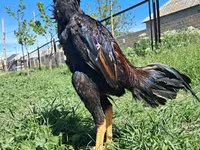 Chickens — புகைப்படம் 6