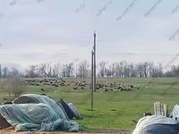 Baran, Edilbay sheep — zdjęcie 4