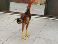 Chickens — عکس 1