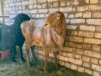 Ovan, Edilbay sheep — fotografija 4