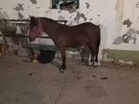 Адуу, Адуу — 1 зураг
