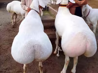 Ram, Schapen — foto 1