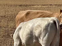 Dibi, Swiss cattle — sawirka 8