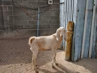 Koza, Kamori goats — zdjęcie 2