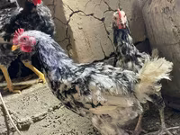 Chickens — fotografija 8