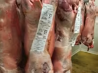 Beran, Beltex sheep — foto 4