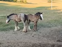 اسب (گروه، جنسیت مشخص نشده), Gypsy horse — عکس 2