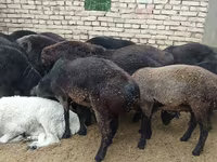 گوسفند (گروه، جنسیت مشخص نشده), گوسفند — عکس 3