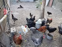 Australorp — foto 2