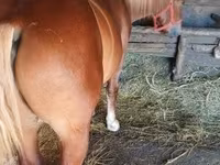 Hingst, Heste — foto 2