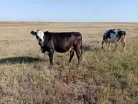 গাভী, Simmental cattle — ছবি 3