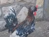 Chickens — الصورة 2