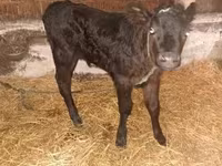 Lembu jantan, Cattle — foto 5