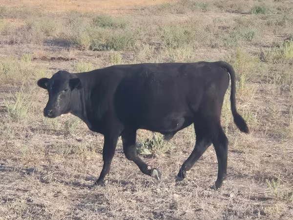 Bou, Aberdeen-Angus