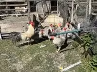 Chickens — zdjęcie 4