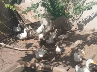 جرمن پکین — عکس 1