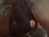 황소, 소 — 사진 1