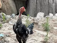 Chickens — foto 3