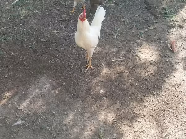 Chickens