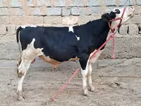 雄牛, Simmental cattle — 写真 5