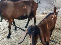 Get, Alpine goat — foto 1