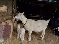 بز ماده, Saanen goat — عکس 2