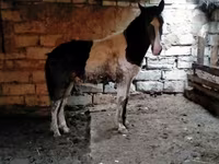 Cavallo, Cavalli — foto 2