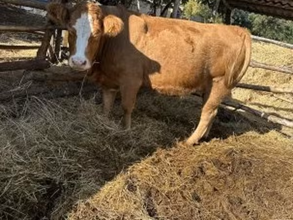 Корова, Simmental cattle