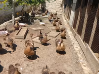 Ducks — foto 4