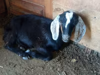 Ziegenbock, Saanen goat — Foto 1