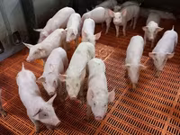 Sow, Pigs — photo 2
