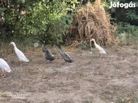 Indický Runner — foto 4