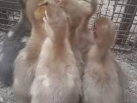 Ducks — 사진 6