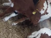 วัวตัวผู้, Simmental cattle — รูปภาพ 6