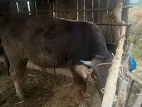 Tyre, Swiss cattle — foto 8