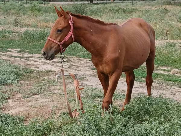 اسب نر, Russian Don