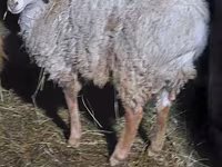 قوچ, Arashan sheep — عکس 2