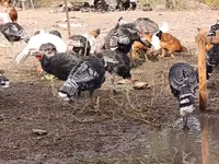 Turkeys — عکس 5